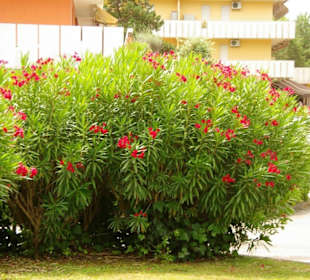 Parkanlage Lido dei Pini
