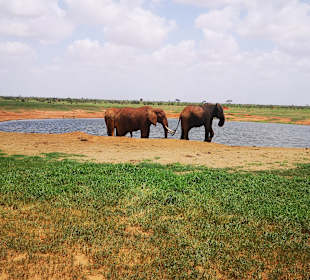 Tsavo Ost und West Safari
