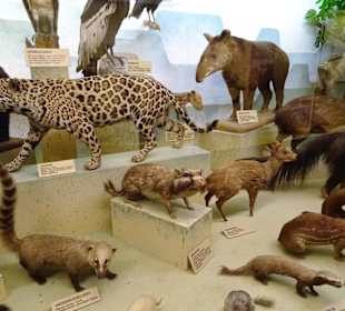 Tiere von allen Kontinenten im Haus der Natur