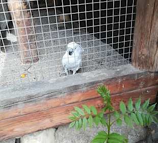 Alpen Wildpark Feld am See