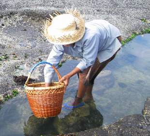 Krebse und Algen sammeln bei Tanah Lot