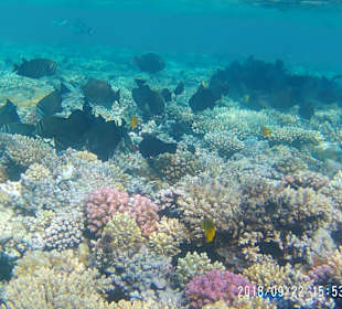 Schnorcheln Makadi Bay