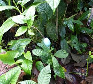 Wanderung durch den Nebelwald/Regenwald