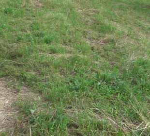 ALB-GOLD Naturgarten