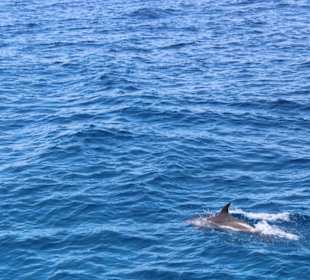 Mit Bob Delfine sehen