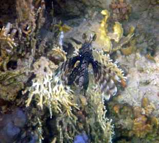 Wir kommen wieder, aber nur noch im Winter