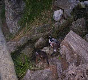 Freilaufende tiere.