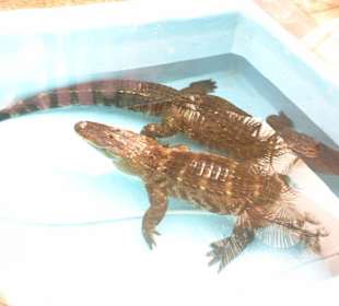 Krokodile im Oasis Park