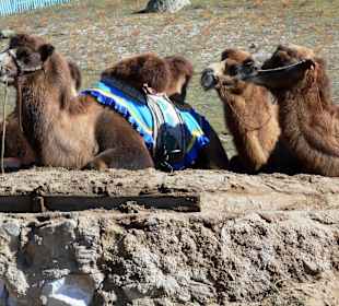 Kamele zu mieten für einen Ausritt