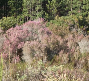 ....und ein bischen Farbe im afrikanischen Winter!