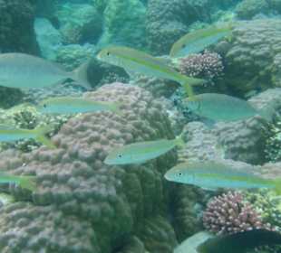 Das größte Aquarium der Welt