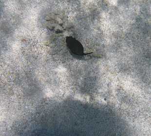 Рыбы Макади