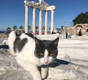 Apollo Tempel von Side mit Katze