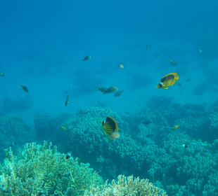 Schnorcheln Shark Bay