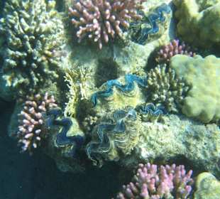 Unterwasserwelt-Südriff