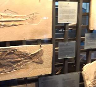 Jura-Museum