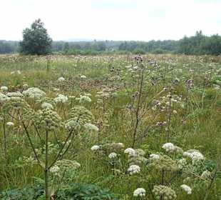 Blick über das Rote Moor hinüber zur Wasserkuppe