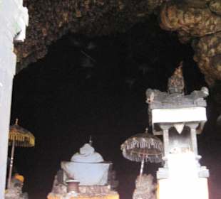 Mit Freddy bei den Fledermäusen