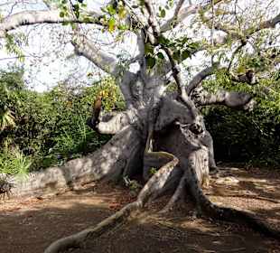 Der 800 Jahre alte Kapok-Baum