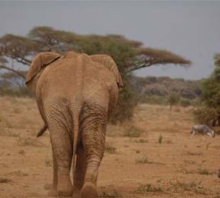 Elefant in Amboseli