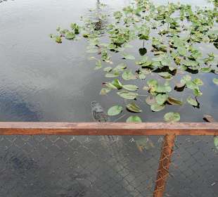 Freilebende Alligatoren