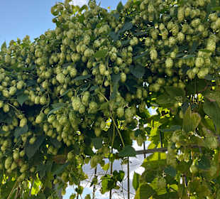 Bremer Braumanufaktur