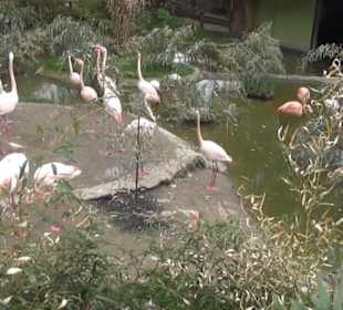 Südamerikabereich - Flamingos