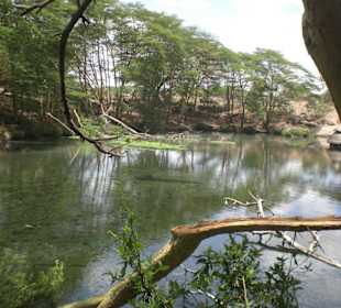 Mzima Springs