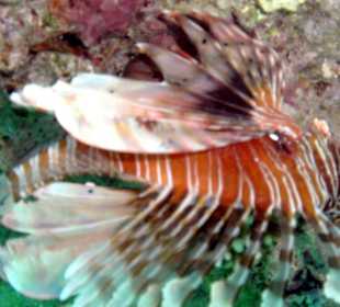 Stachelige Angelegenheit