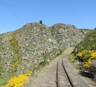 Mitder Taileri Railway durch die Natur Neuseelands