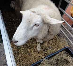 Ein Gruß vom Rand der Heide auf dem Nikolausmarkt
