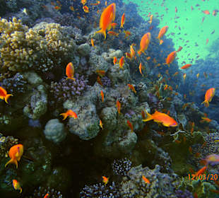 Fische!