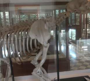 Ghar Dalam Cave & Museum