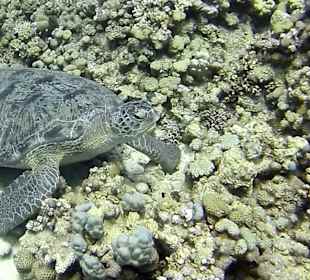 Schnorcheln Makadi Bay