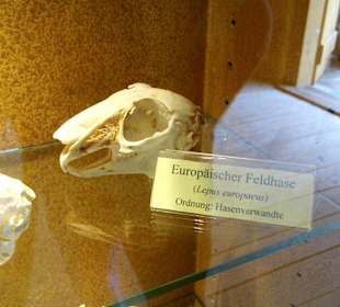 ArcheTierSchädelSammlung