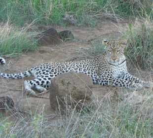 Leopard im Tasvo Ost