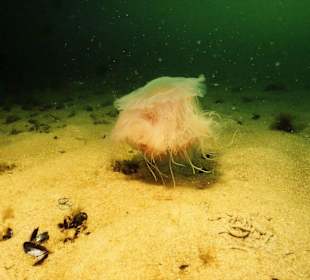 Wunder schöne und gefürchtete Feuerqualle
