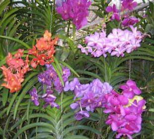 Verschiedene Orchideensorten.