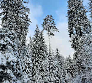 Wandern Enzklösterle