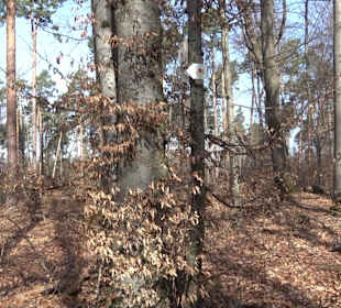 Hirschauer Spitzbergwegle (Premiumspazierwanderweg