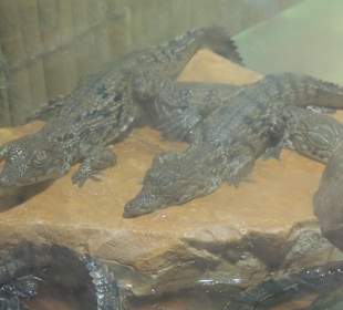 Auch werden mal groß