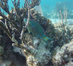 Akumal