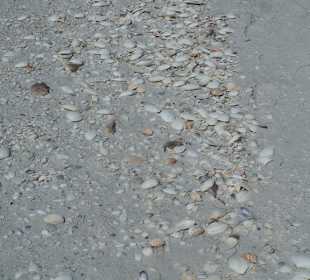 Muschelstrand auf North Captiva