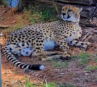 Daniell Cheetah Project