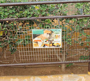 Mono Patas - Africa Affe