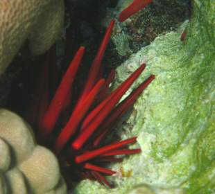 Schnorcheln Makadi Bay