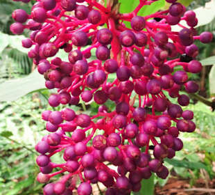 Impressionen vom Jardin des Parfums et des Epices