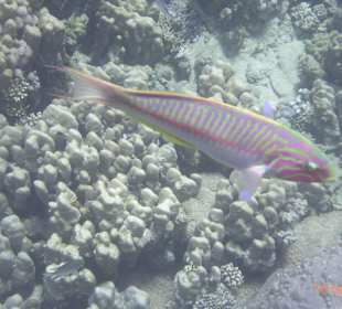 Schnorcheln Shark Bay