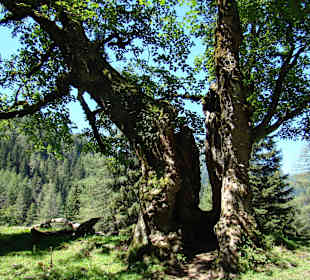 Ausflug von der Gnadenalm zum Wasserfall 