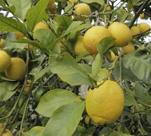 Obstgarten